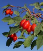 천연관절건강기능식품으로 주목받는 '로즈힙 열매'