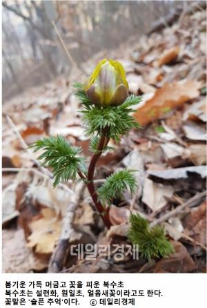 (포토-봄의 향기)전남 추월산 산자락에  피어난 수줍은 "황금색 복수초"